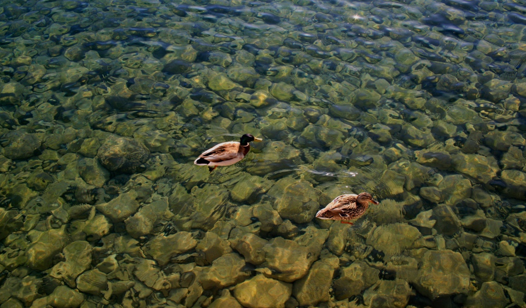 Дикие утки на воде