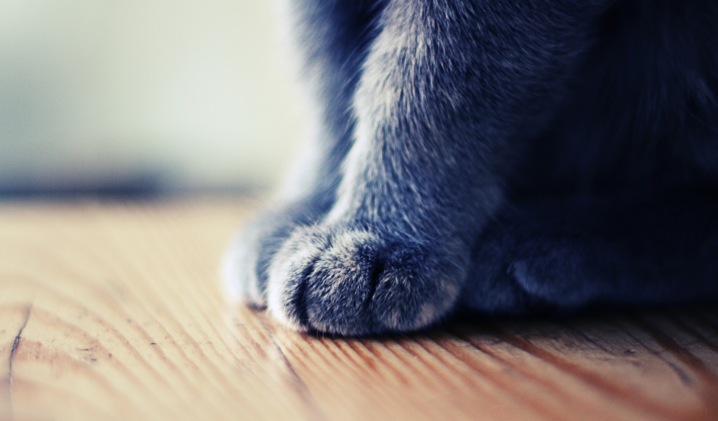 Серенькие лапки