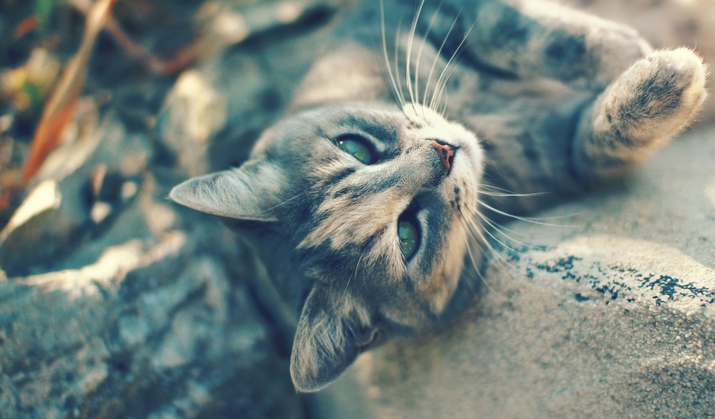 Игривый котенок на камнях