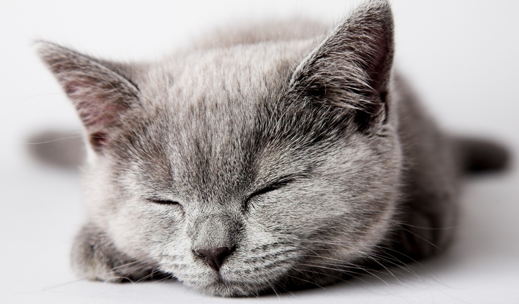 Спящий серый котенок