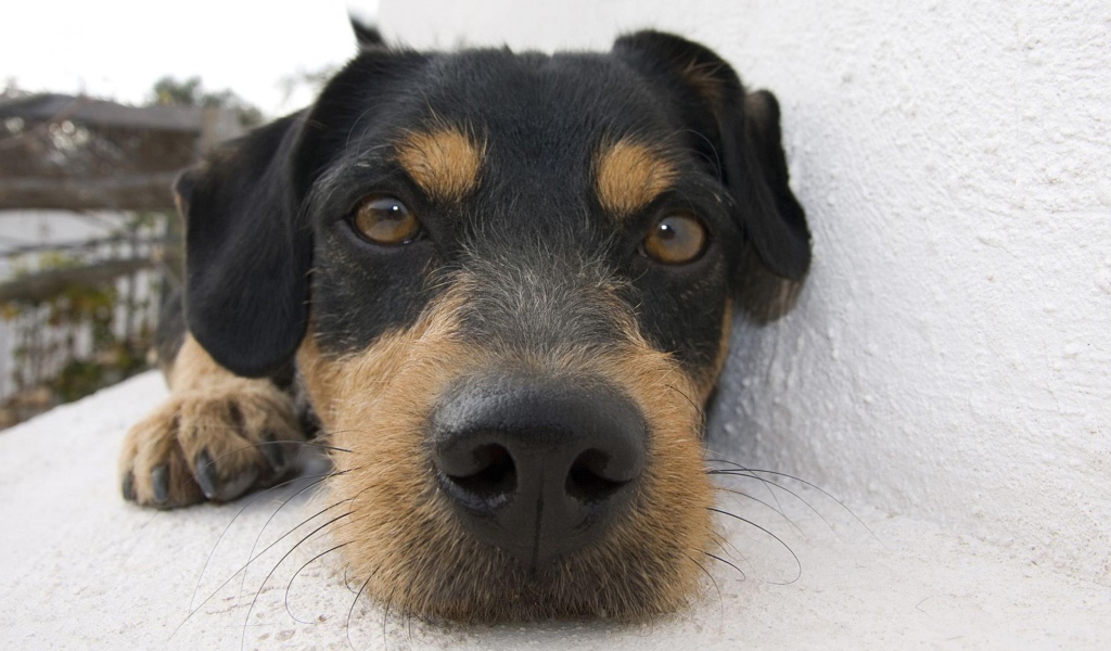 Веселая собачка