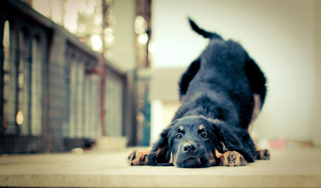 Игривая собака