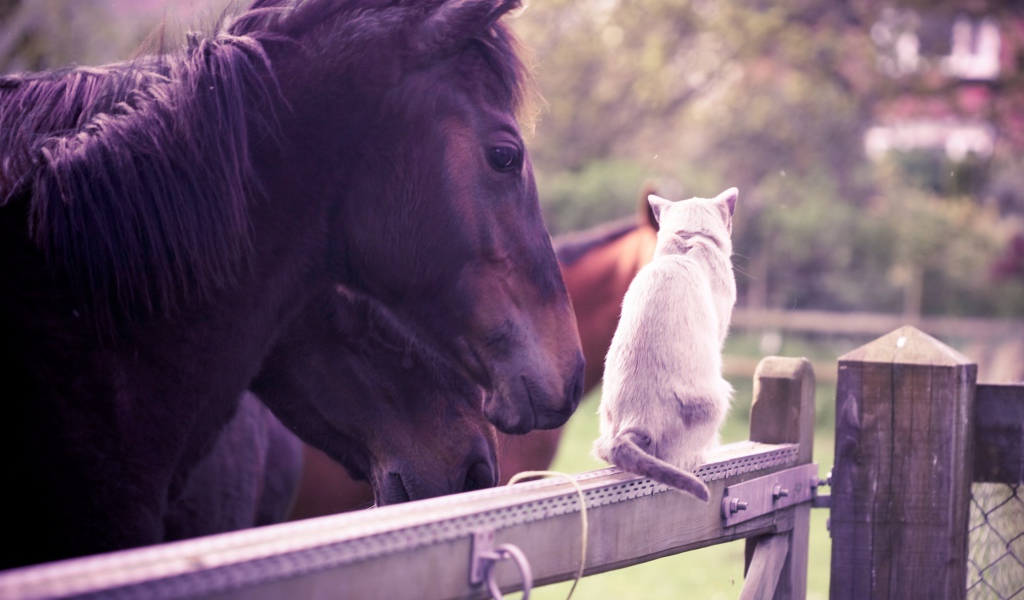 Лошадь и кошка