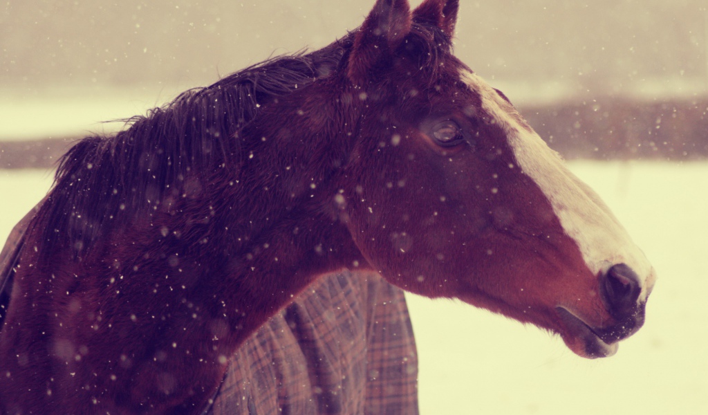 Лошадь зимой