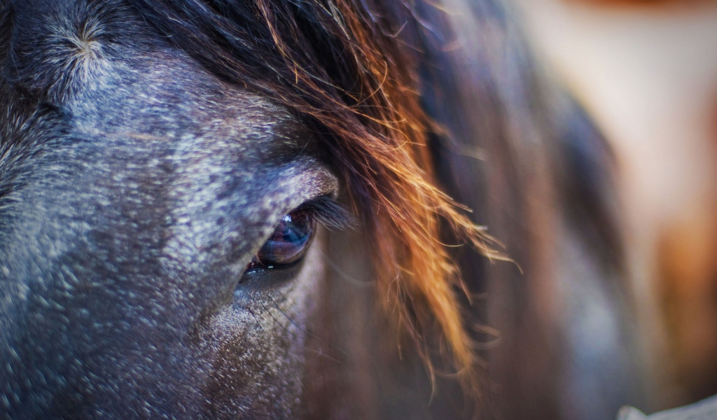 Лошадиный взгляд