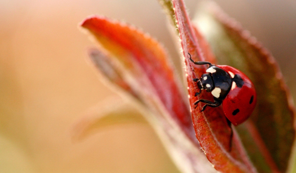 Божья коровка на листочке