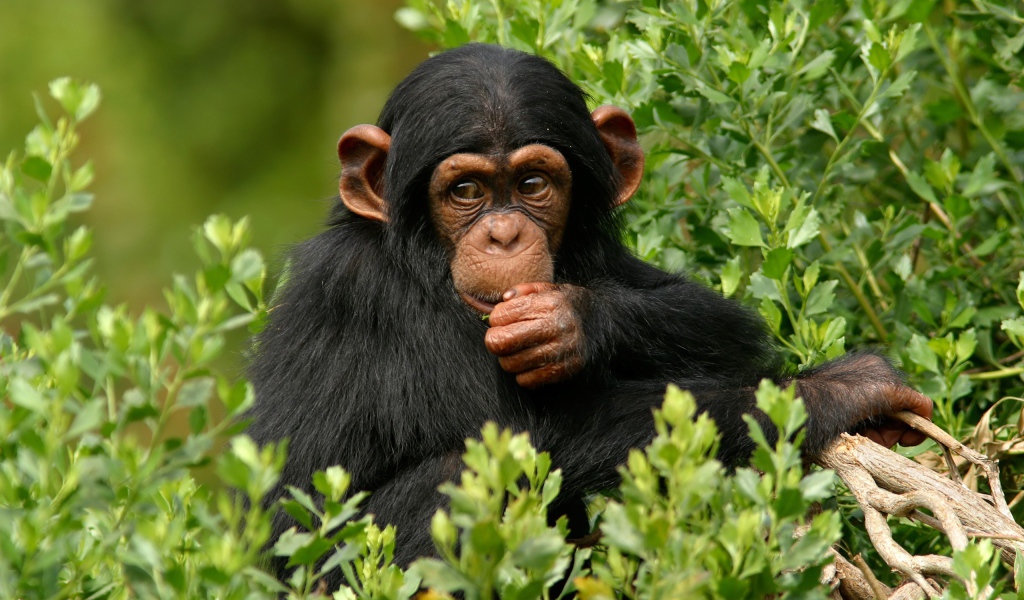 Шимпанзе в лесу