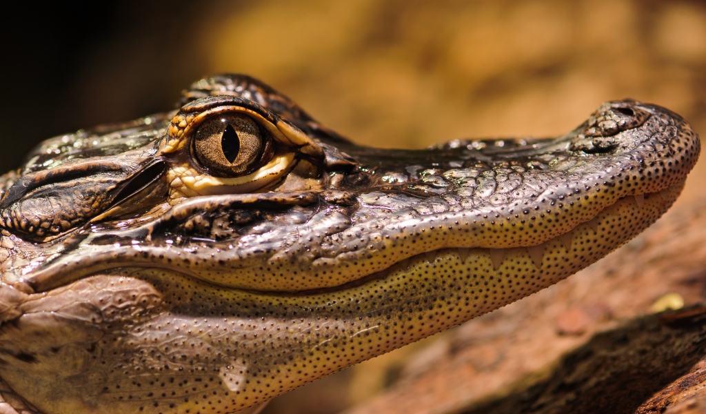 Американский аллигатор