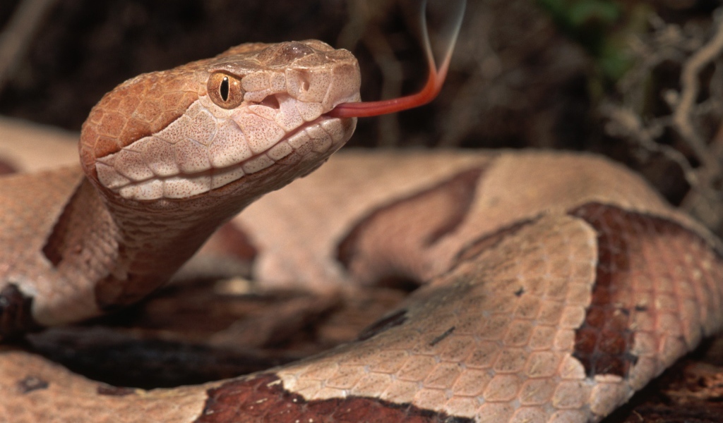 Коричневая змея