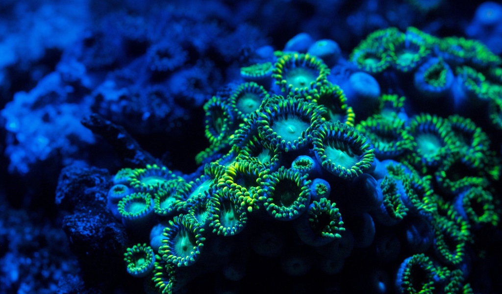 Голубые кораллы