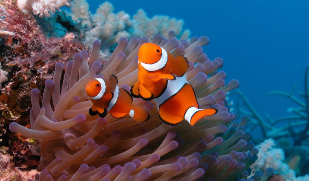 Рыба-клоун и актиния