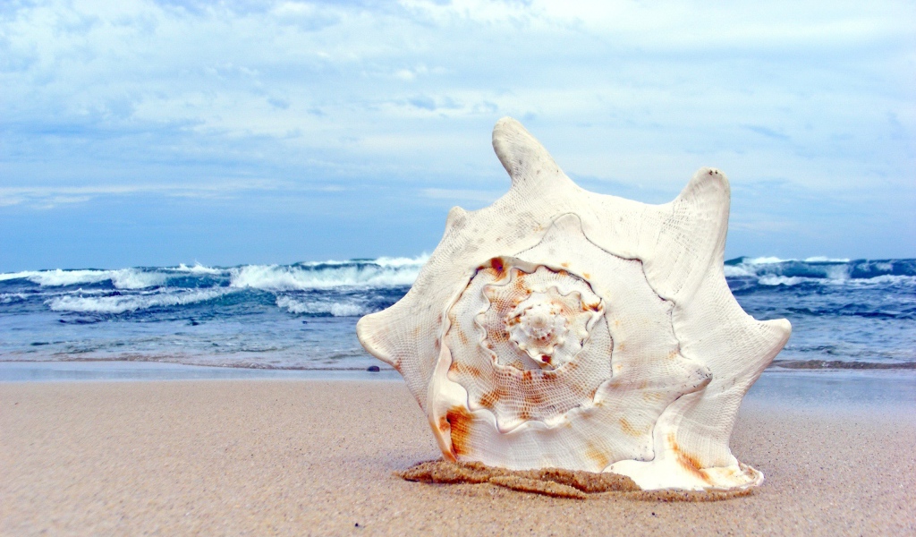 Ракушка на пляже