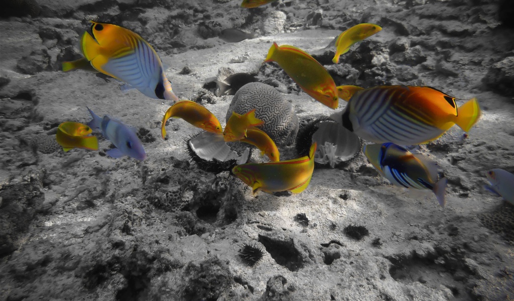 Раротонга под водой