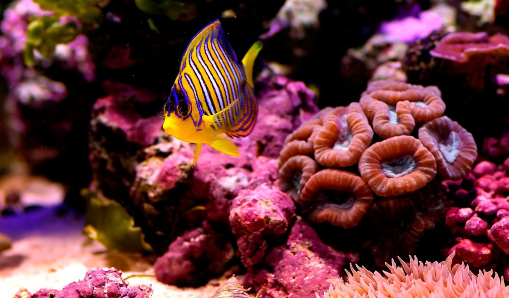 Полосатая рыбка