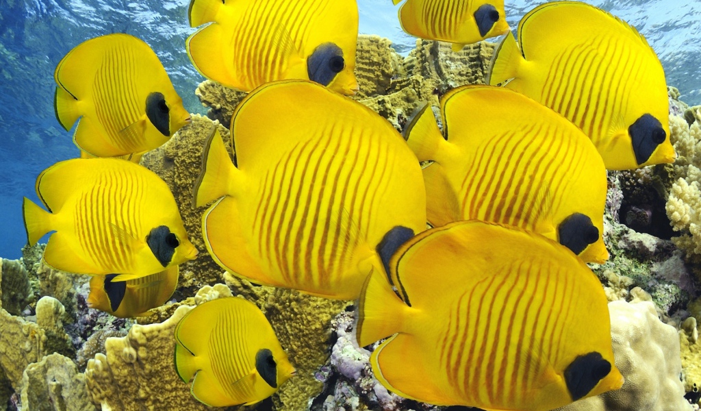 Мир под водой