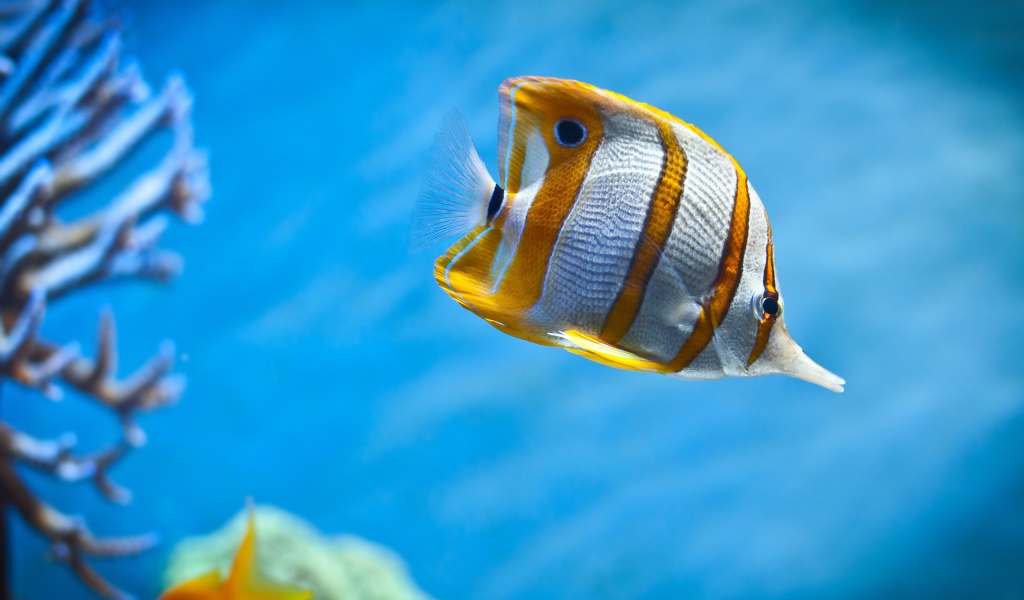 Тропическая рыбка