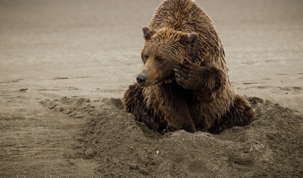 Медведь закапывается в песок