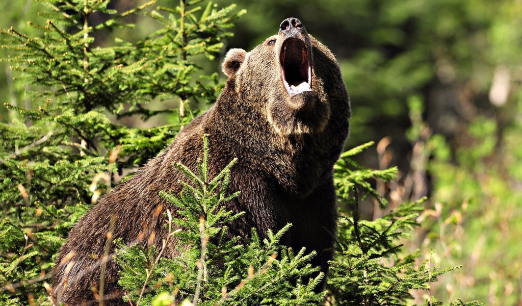 Медведь открыл пасть