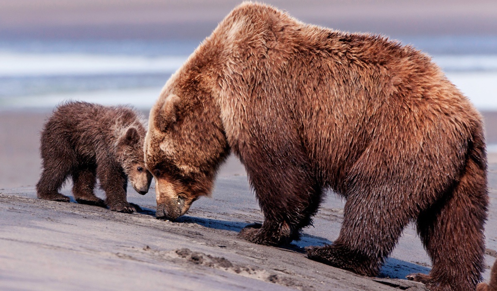 Медведица и медвежонок гуляют
