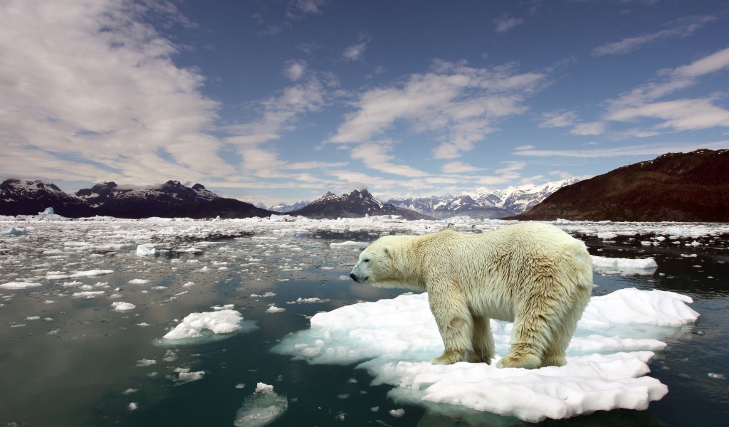 Белый медведь стоит на льдине
