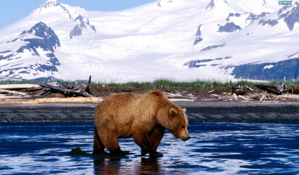 Медведь на льду