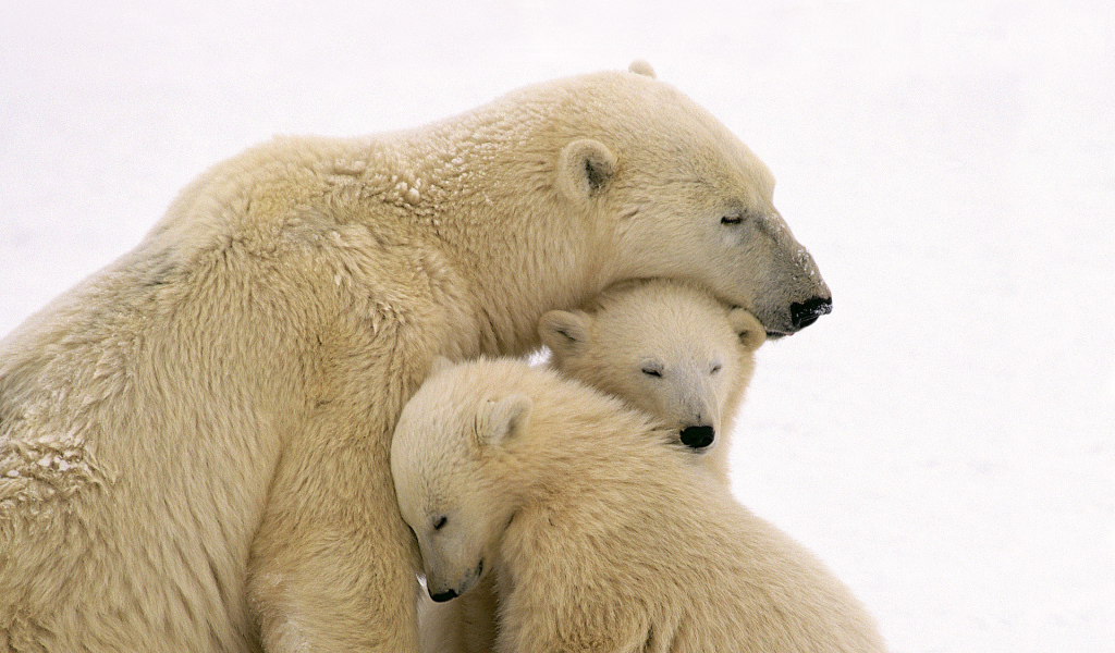 Медведица с двумя медвежатами