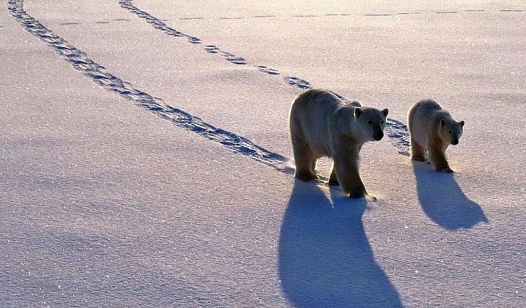 Полярные медведь с медвежонком