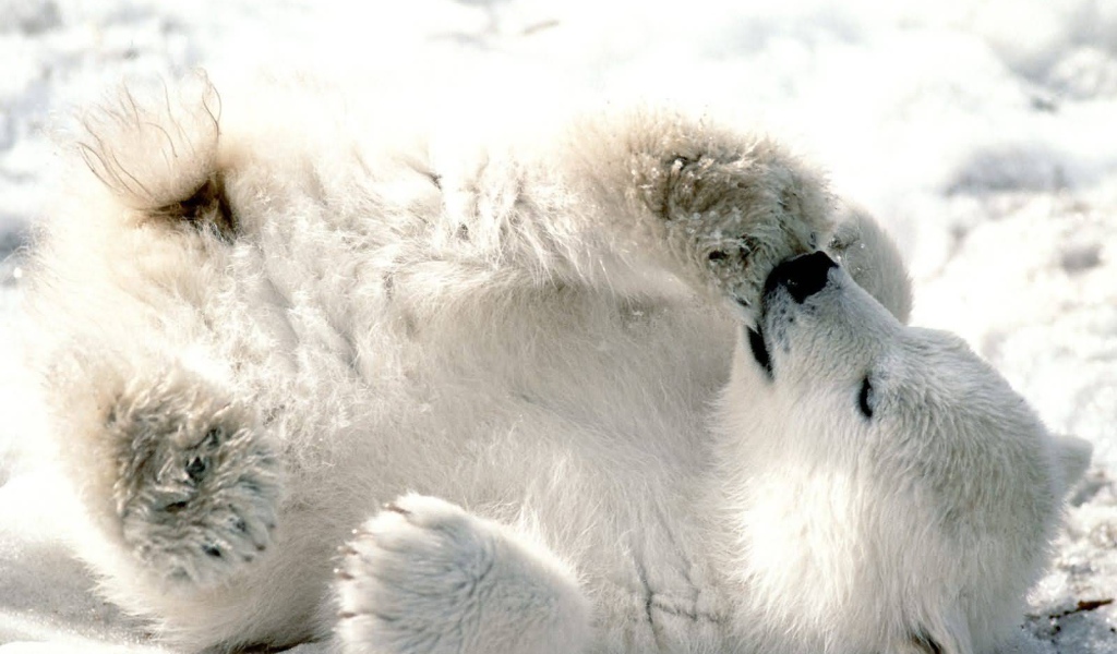 Белый медвежонок сосет лапу