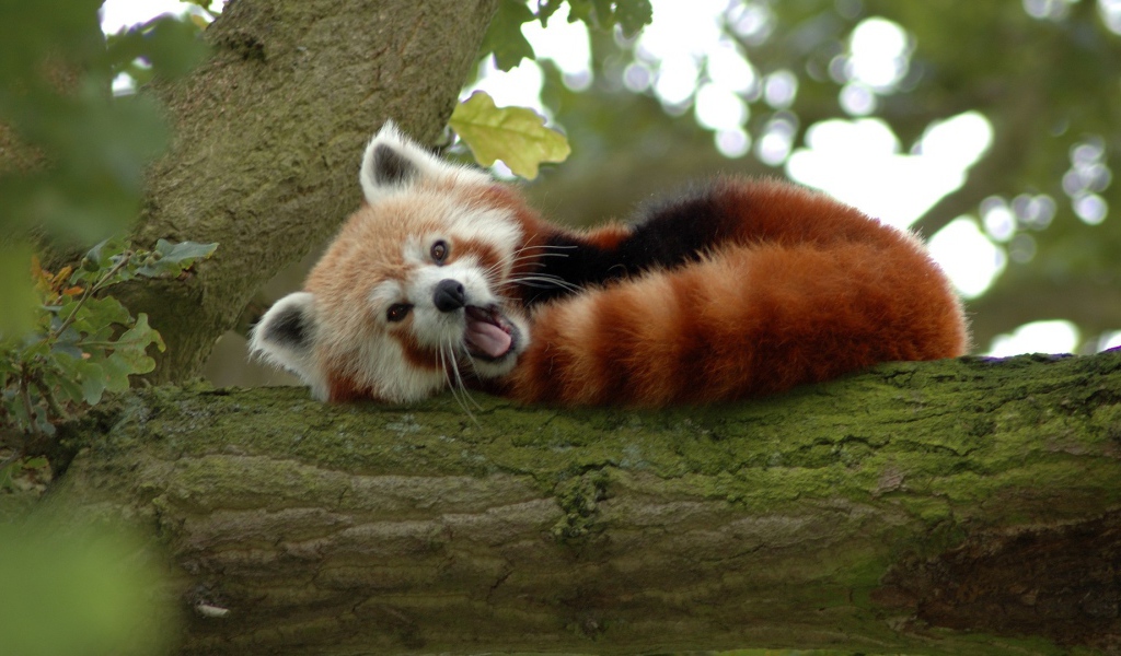 Животное бамбо