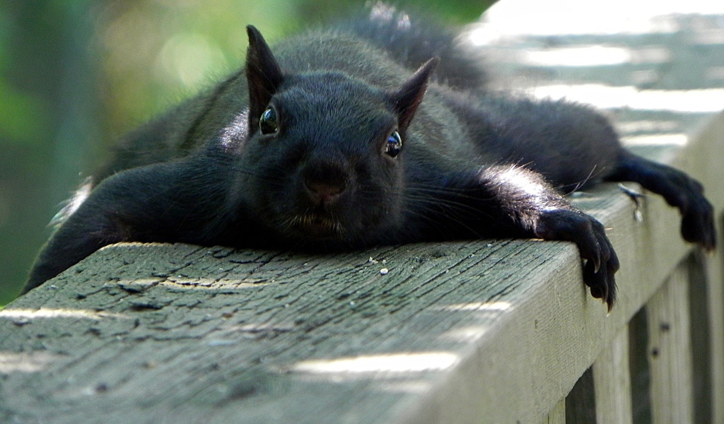 Черная белка