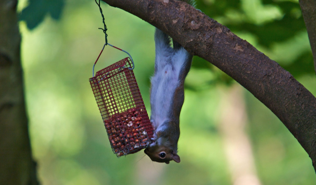 Белка и кормушка