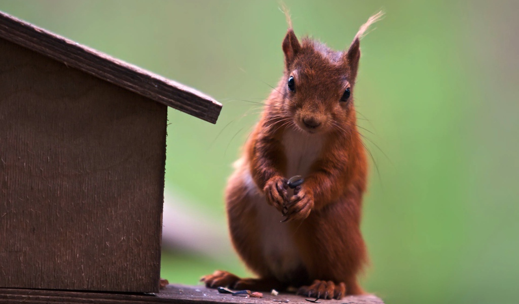 Белка у кормушки