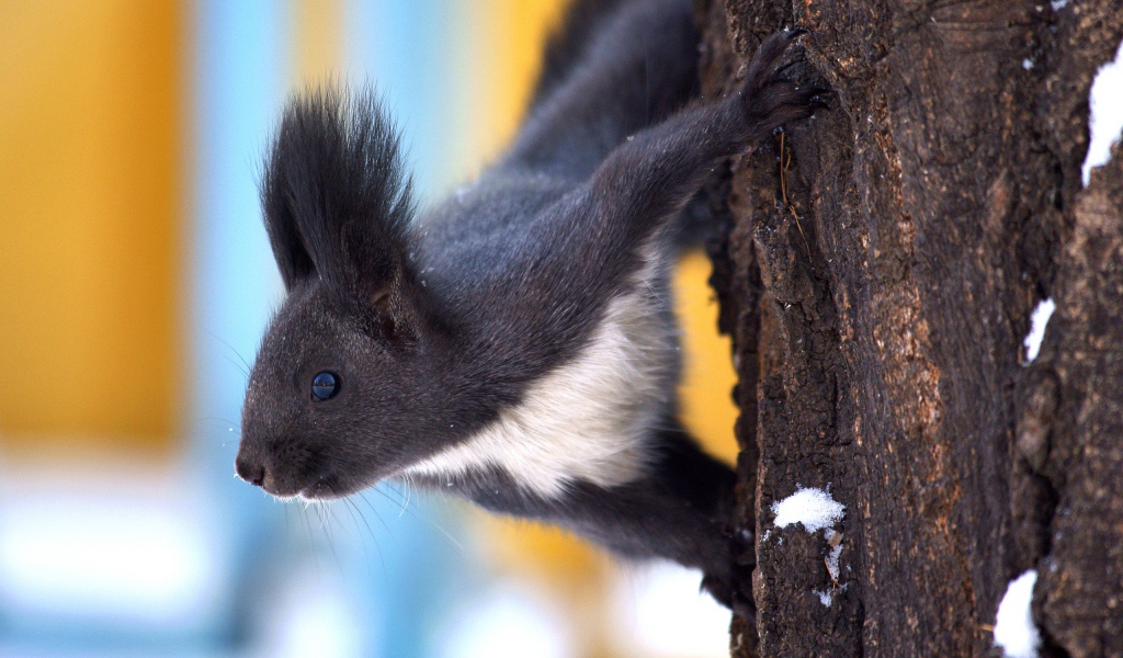 Белка в зимнем лесу