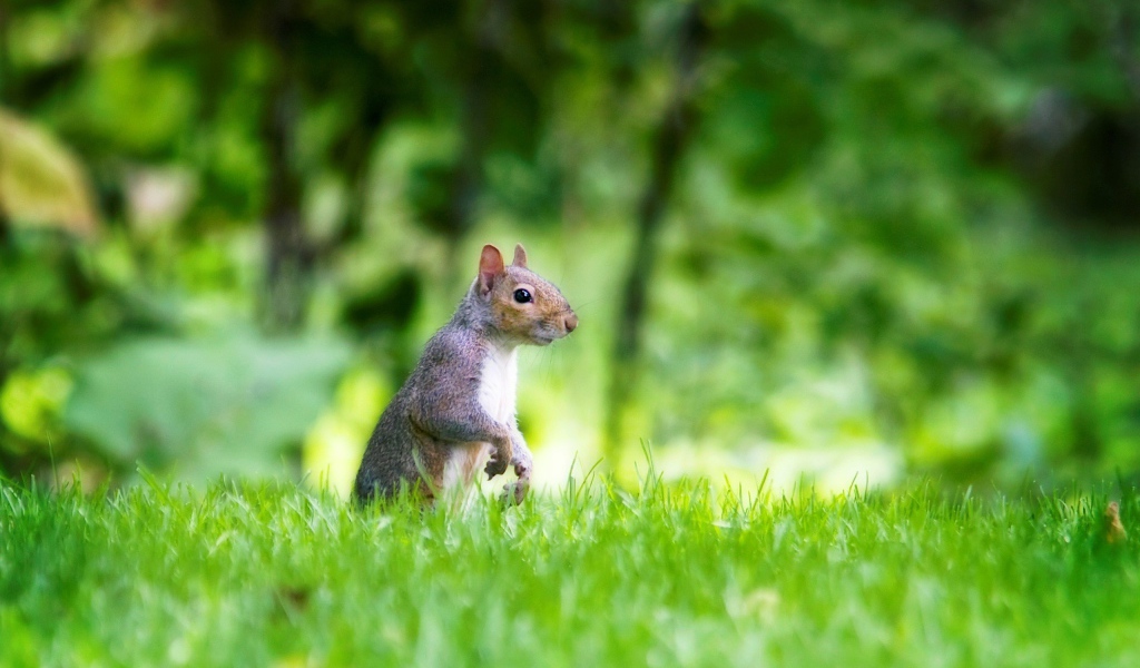 Белка в лесу