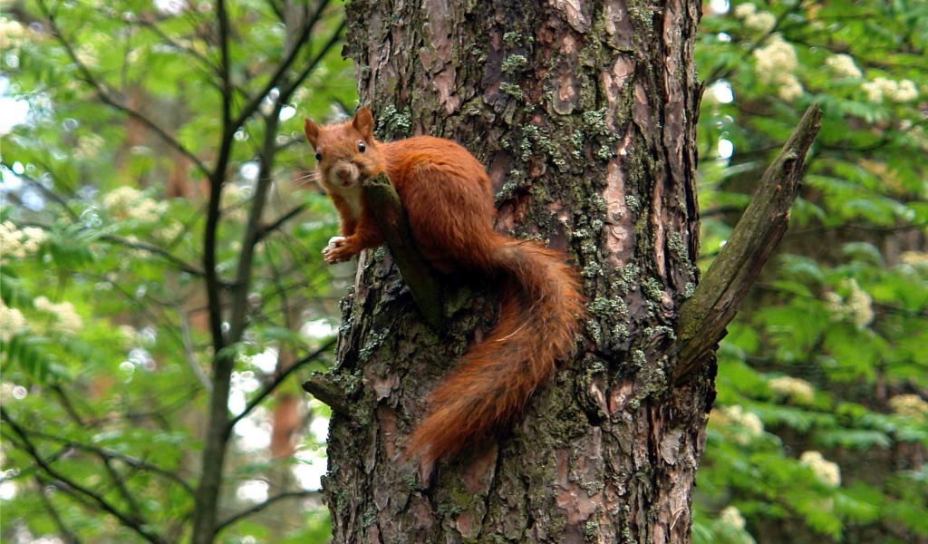 Белка на большом дереве