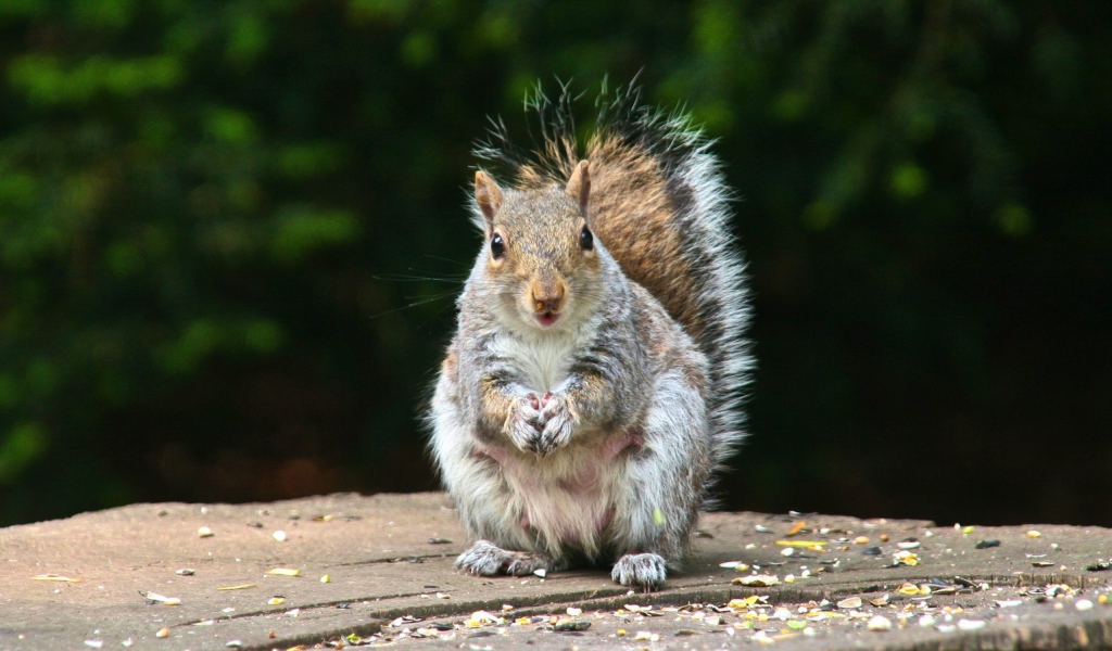 Белка на пне