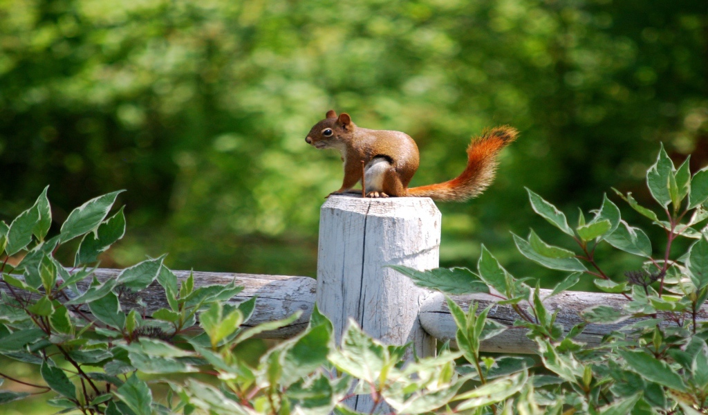 Белка на белом заборе