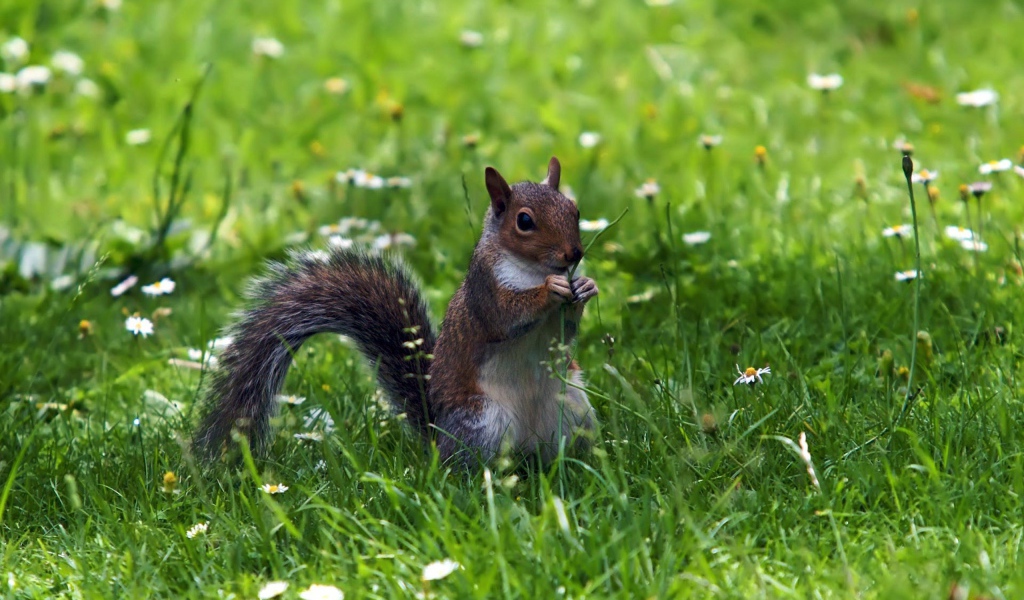 Белка с веточкой