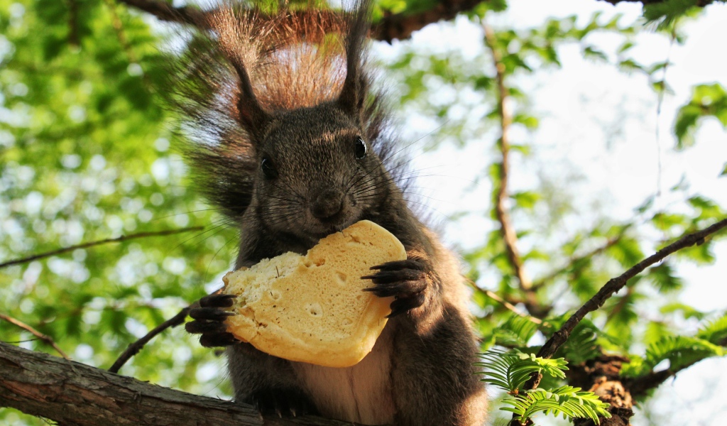  Белка с печеньем