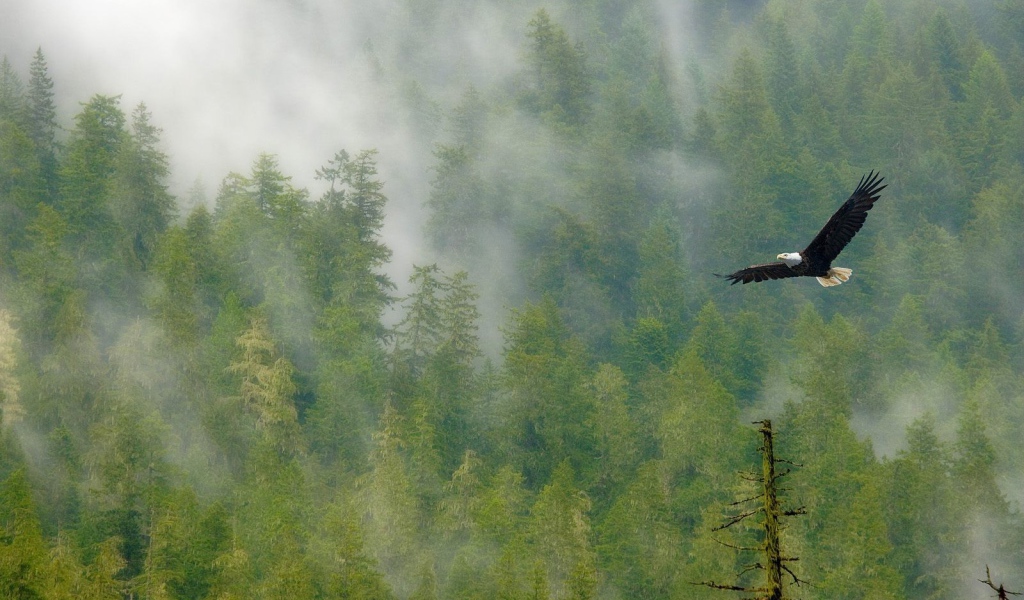 Орел парит над лесом