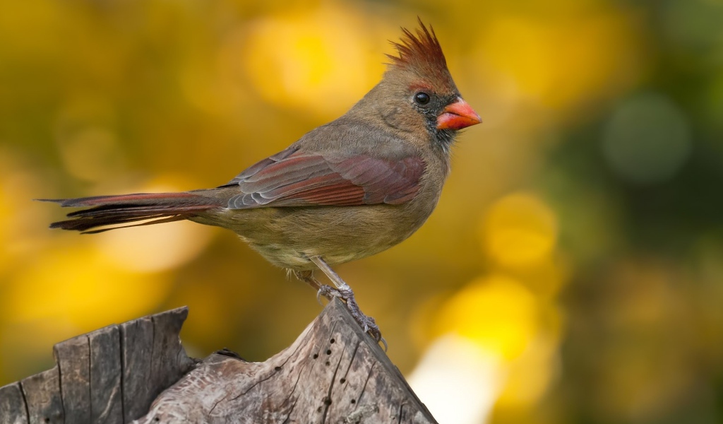 Птица Кардинал на пне