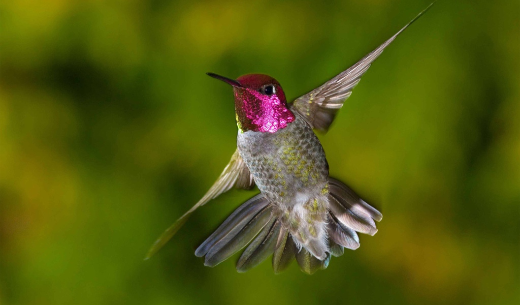 Птица Колибри с красной головой