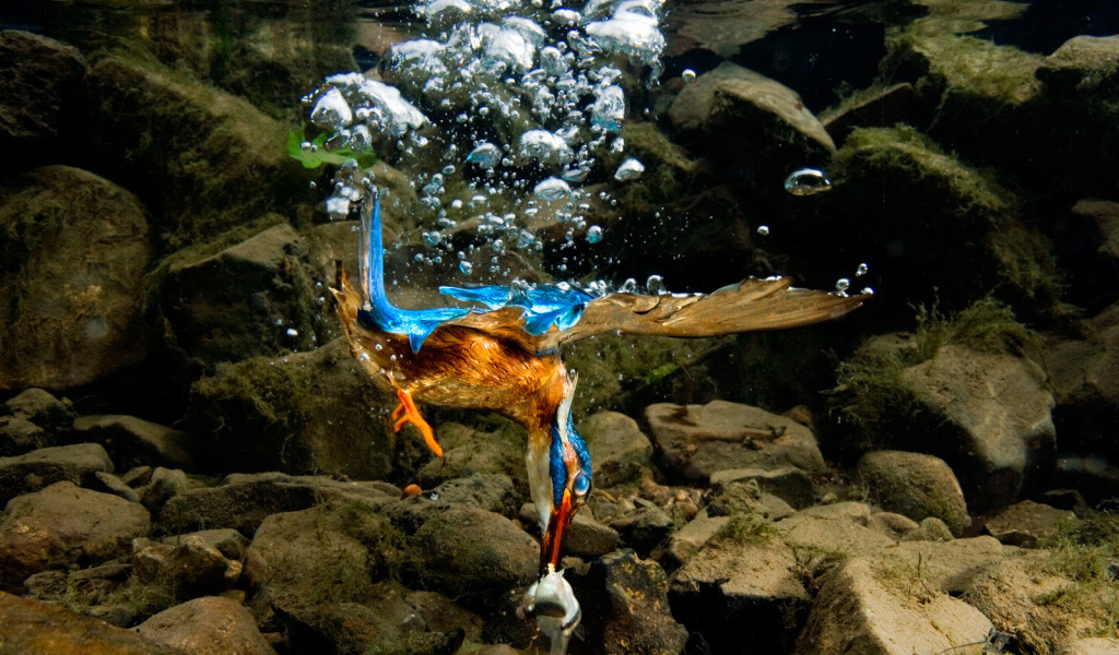 Птица нырнула в воду