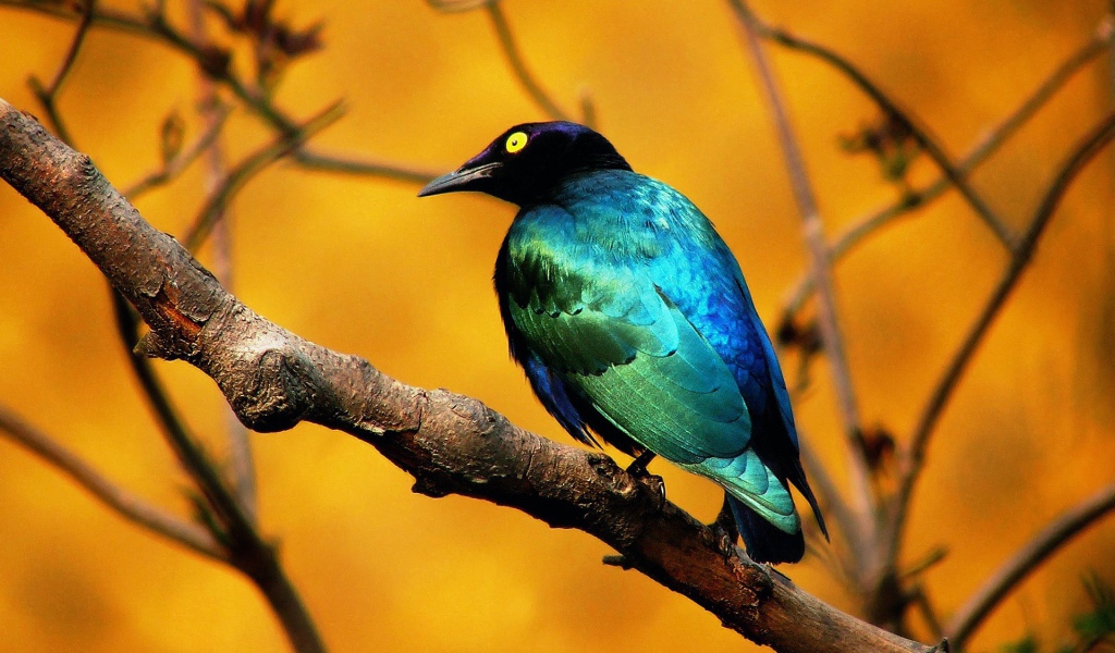 Птица изумрудного цвета