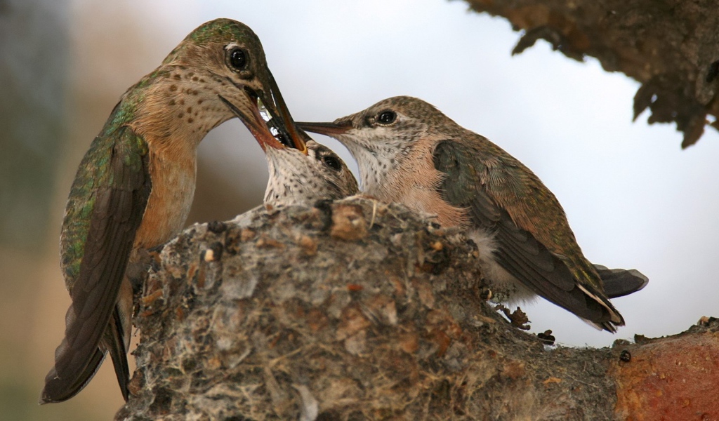 Птица кормит своих птенцов