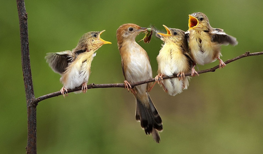 Птичка кормит птенцов на ветке