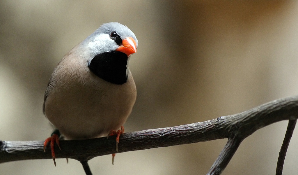 Птица с оранжевым клювом