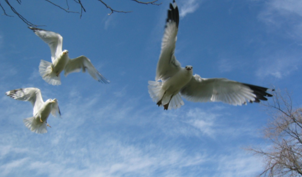 Birds Seagulls in flight