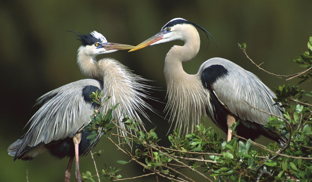 Птицы, цапли