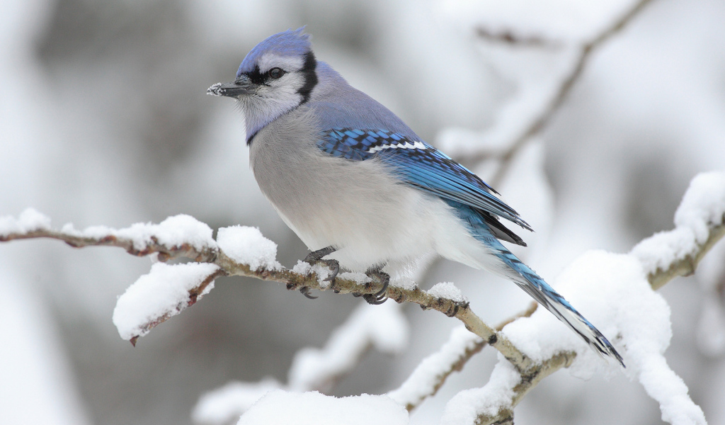 Голубая сойка на ветке